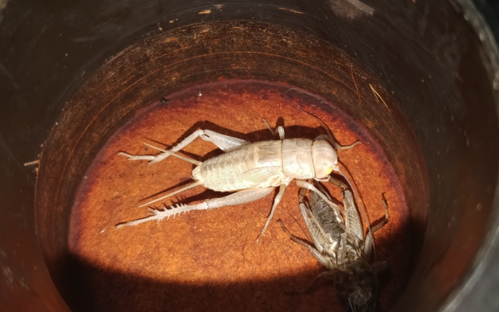 [油葫芦]玉眼油葫芦蜕皮5-6龄_哔哩哔哩_bilibili