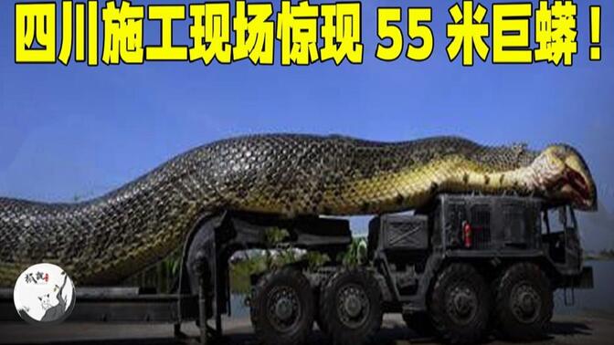 55米巨蟒图片