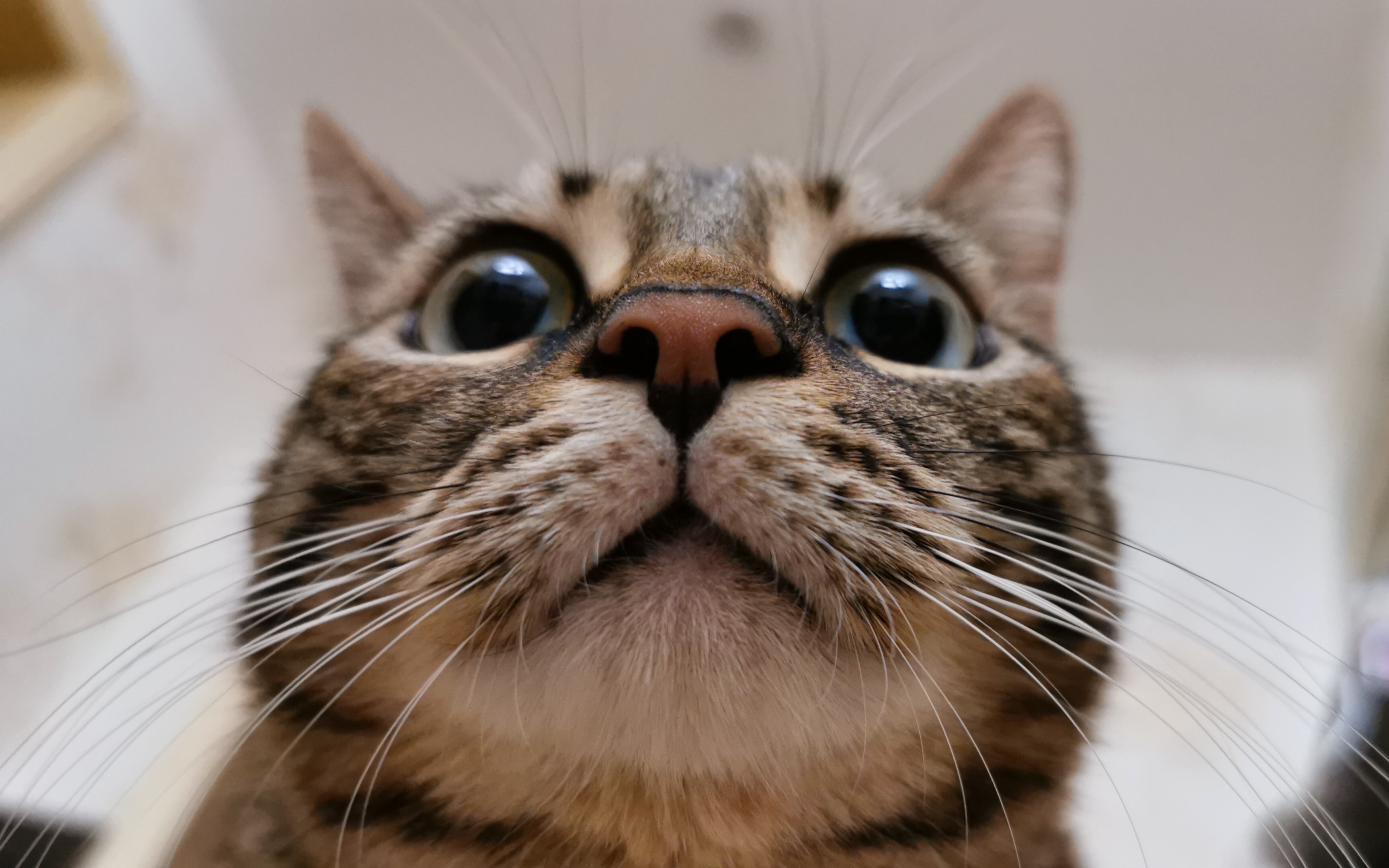 【吸猫】猫粮视角看猫