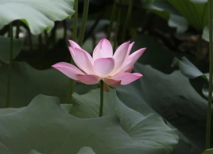 周敦颐最爱的莲花,来上海曲水园看看莲花的深层美吧!