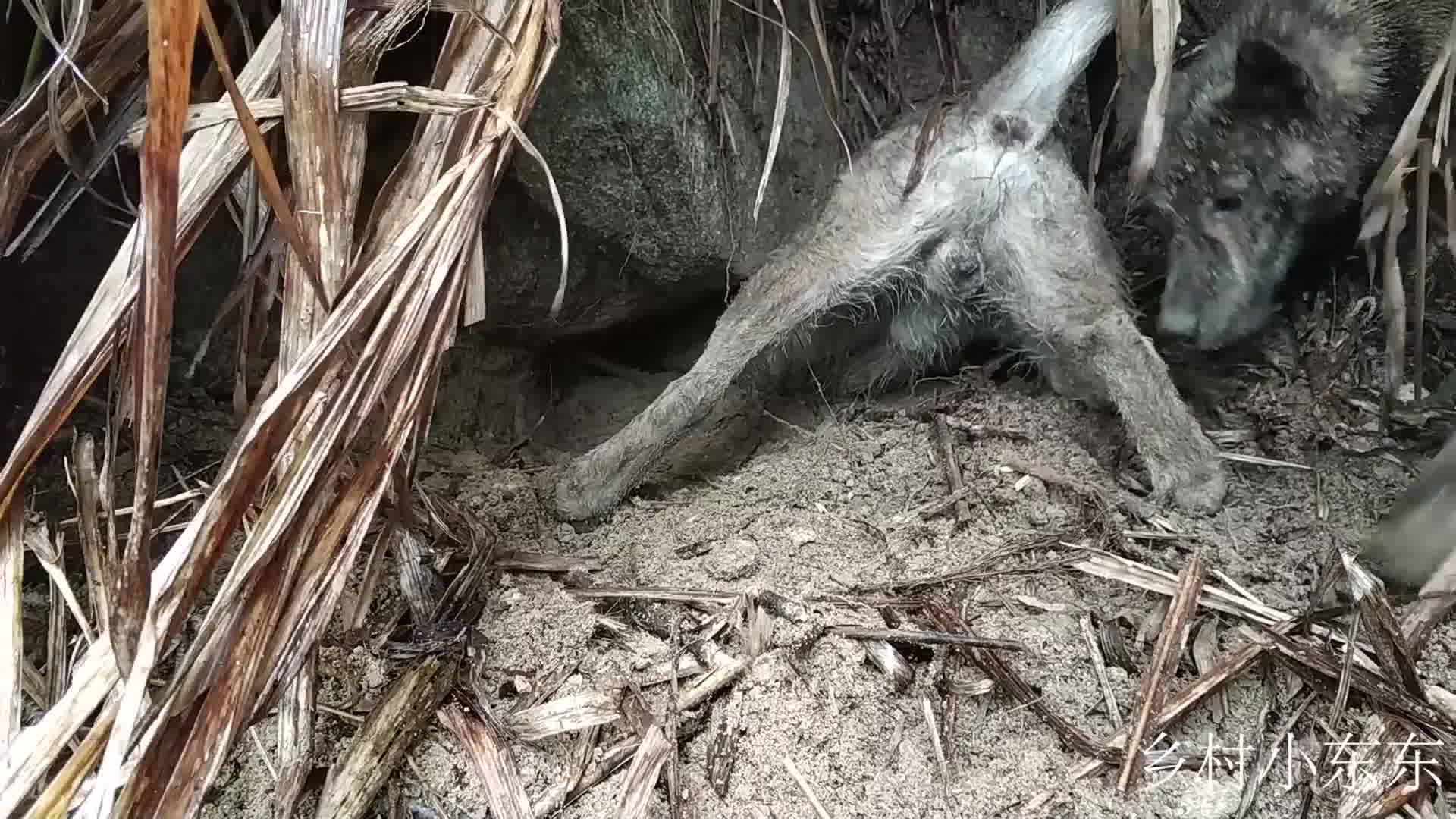 湖南农村的这种土狗是天生优秀的土猎犬,看到猎物拉都拉不住哔哩哔哩bilibili