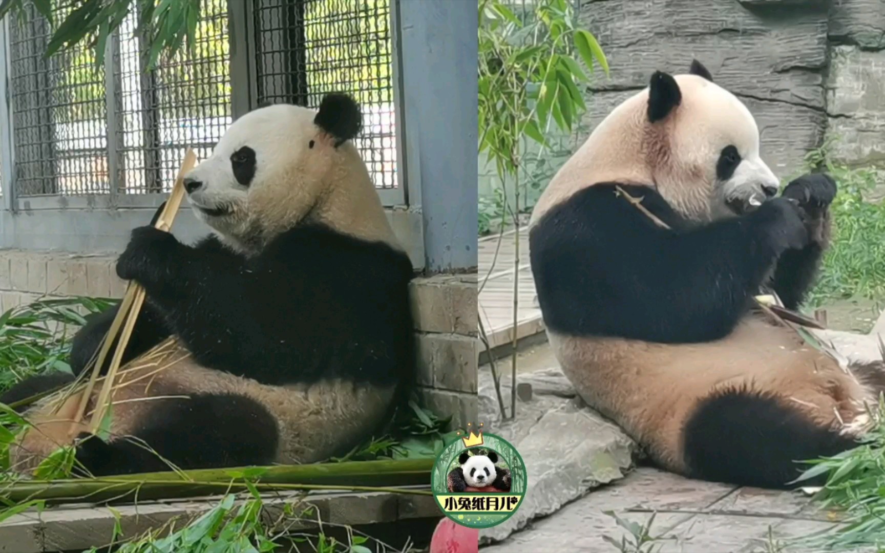 [图]奥运馆内吃播忙。←萌宝， 福星胖大海→。其实奥运熊猫馆只有外场，这两只待的院子上面是漏空的不是玻璃顶