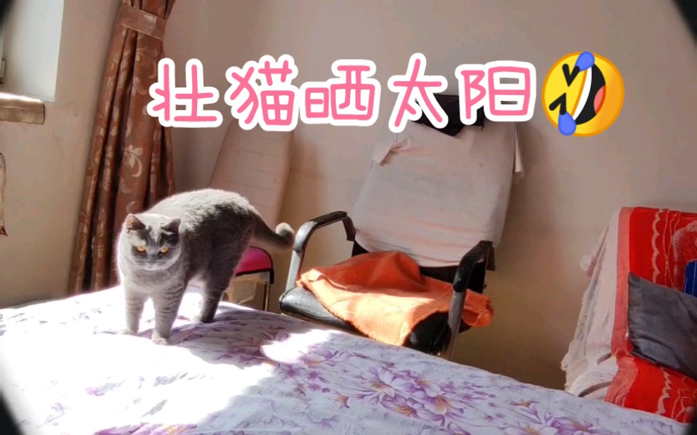 猫咪也需要补钙!每日晒太阳捉绳子哔哩哔哩bilibili