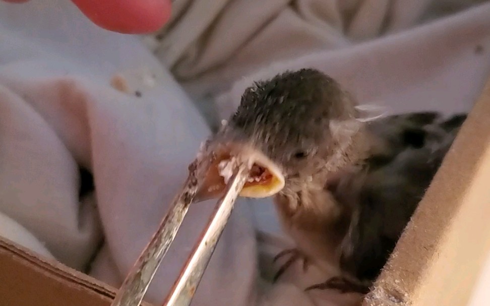 【燕子】如何正确喂食食虫鸟类的雏鸟