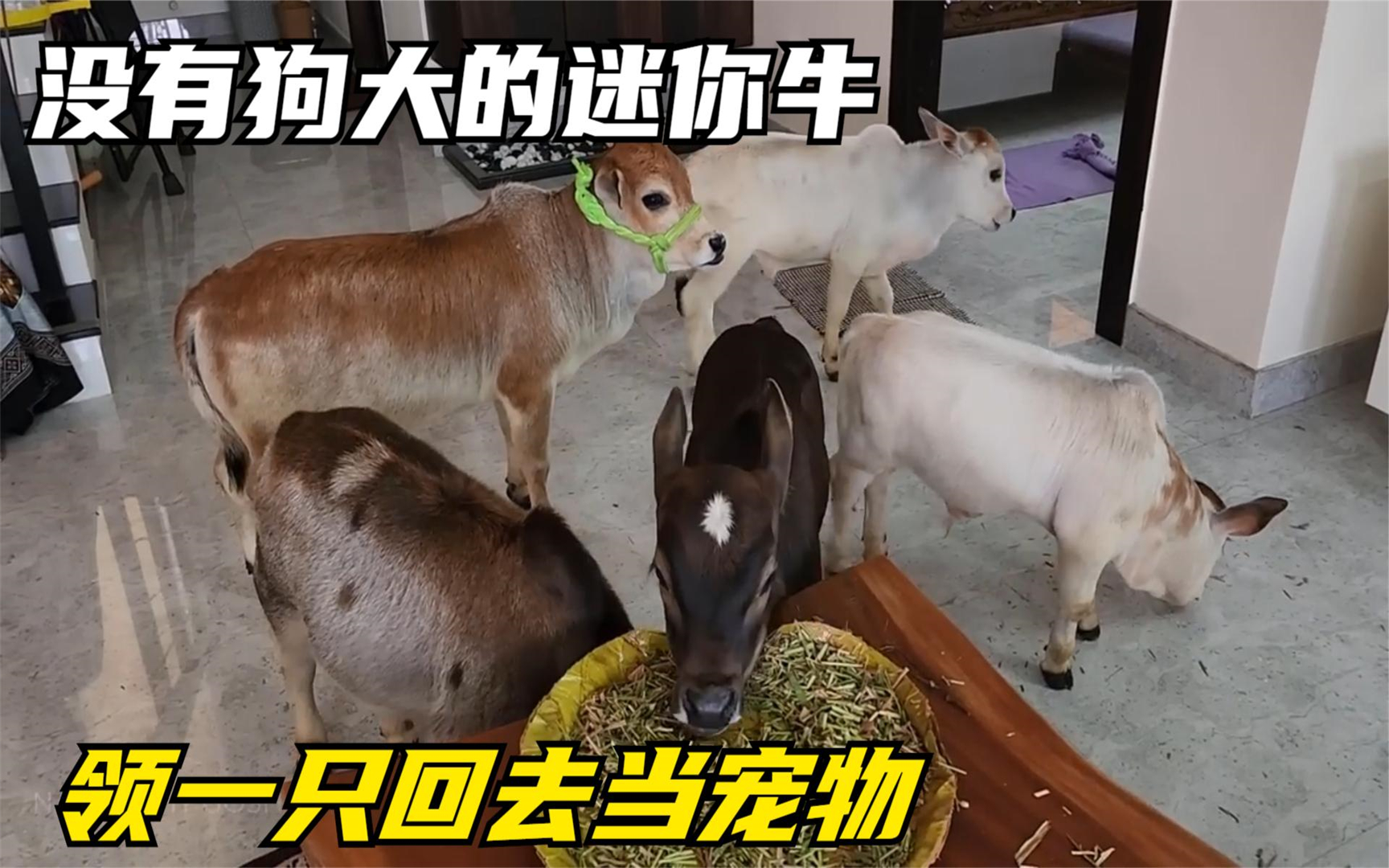 频临灭绝的迷你牛,领一只回去当宠物