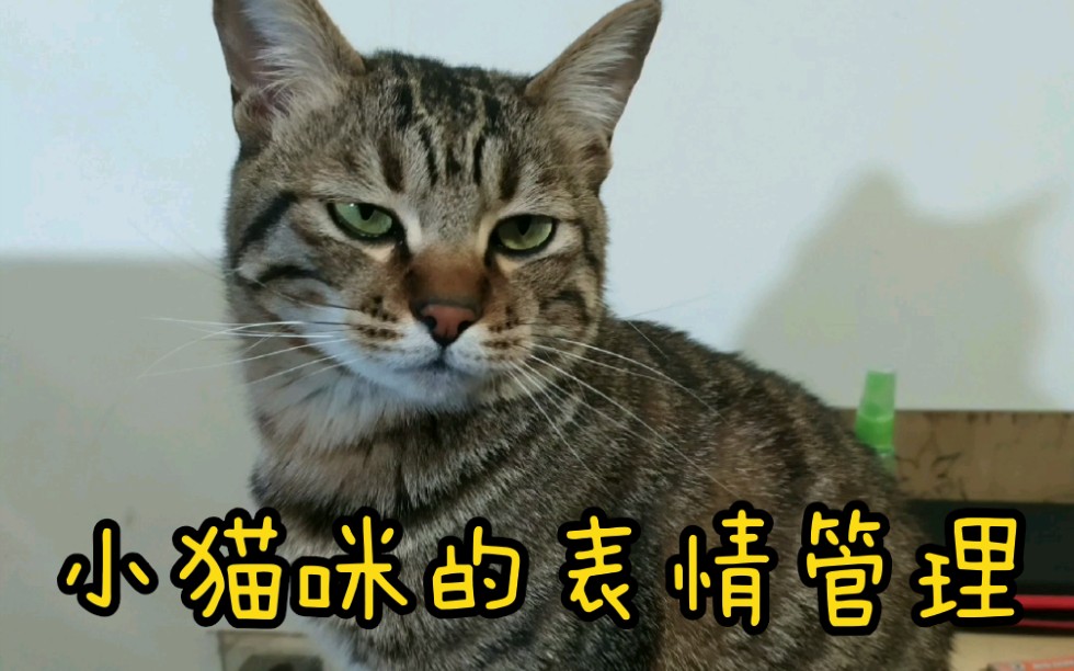 【狸花猫】小猫咪的表情管理哔哩哔哩bilibili