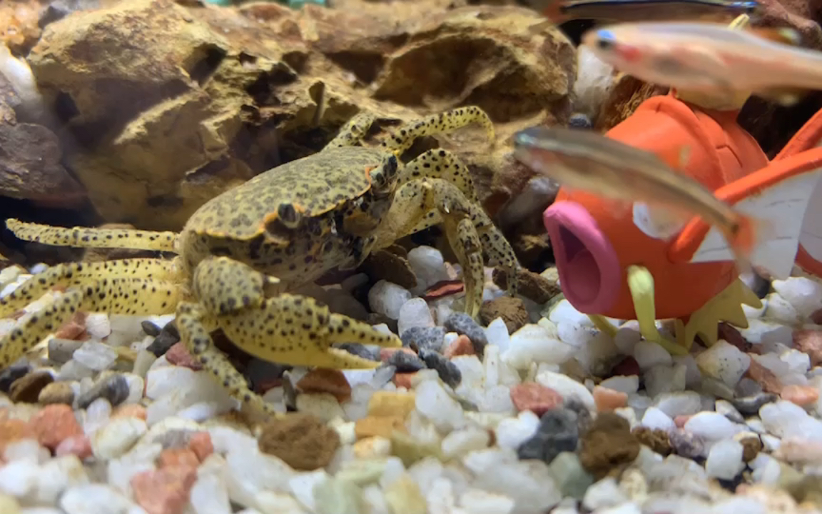 活动  豹点蟹猛蟹归巢