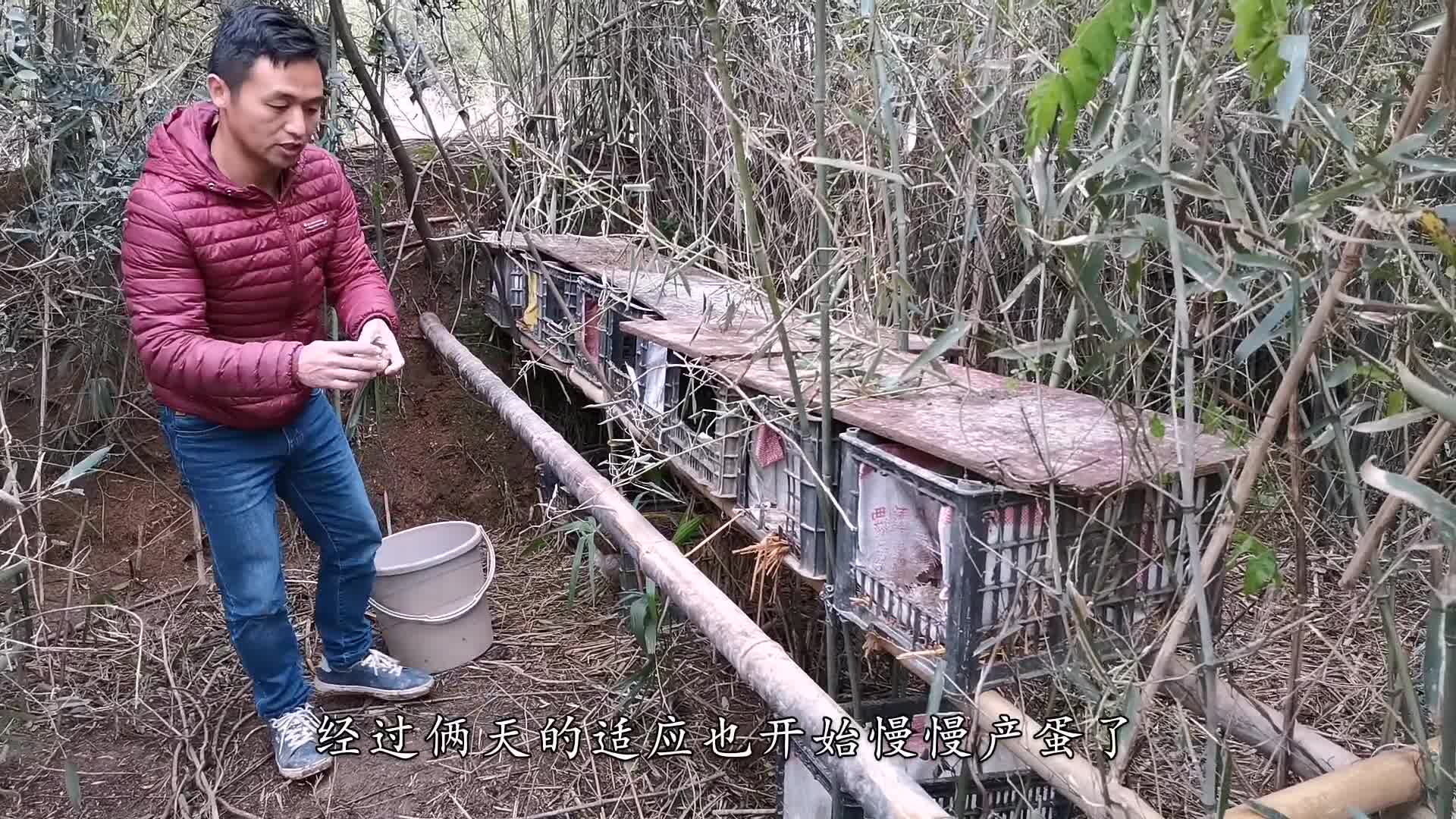 农村散养鸡,下雨天鸡蛋太脏,鸡窝这样设计怎么样?