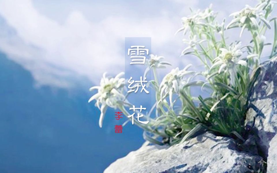 古琴移植曲《雪绒花》:直击灵魂深处的旋律,声入人心