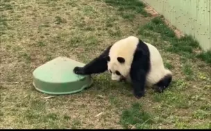 Скачать видео: 当年的扫地机器人居然是秦大朵