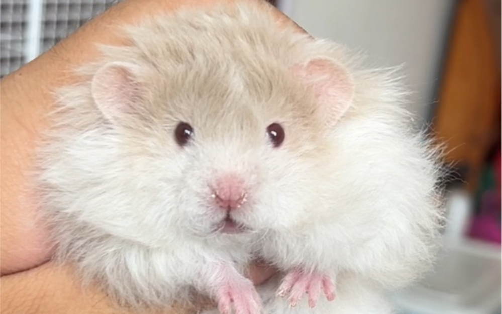 治愈系的崽崽05#金丝熊 #今日份小可爱已上线 #萌宠