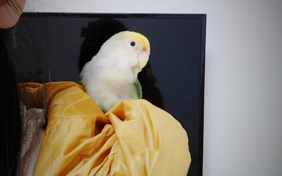 【小绿鸡】良鸡择帽而栖