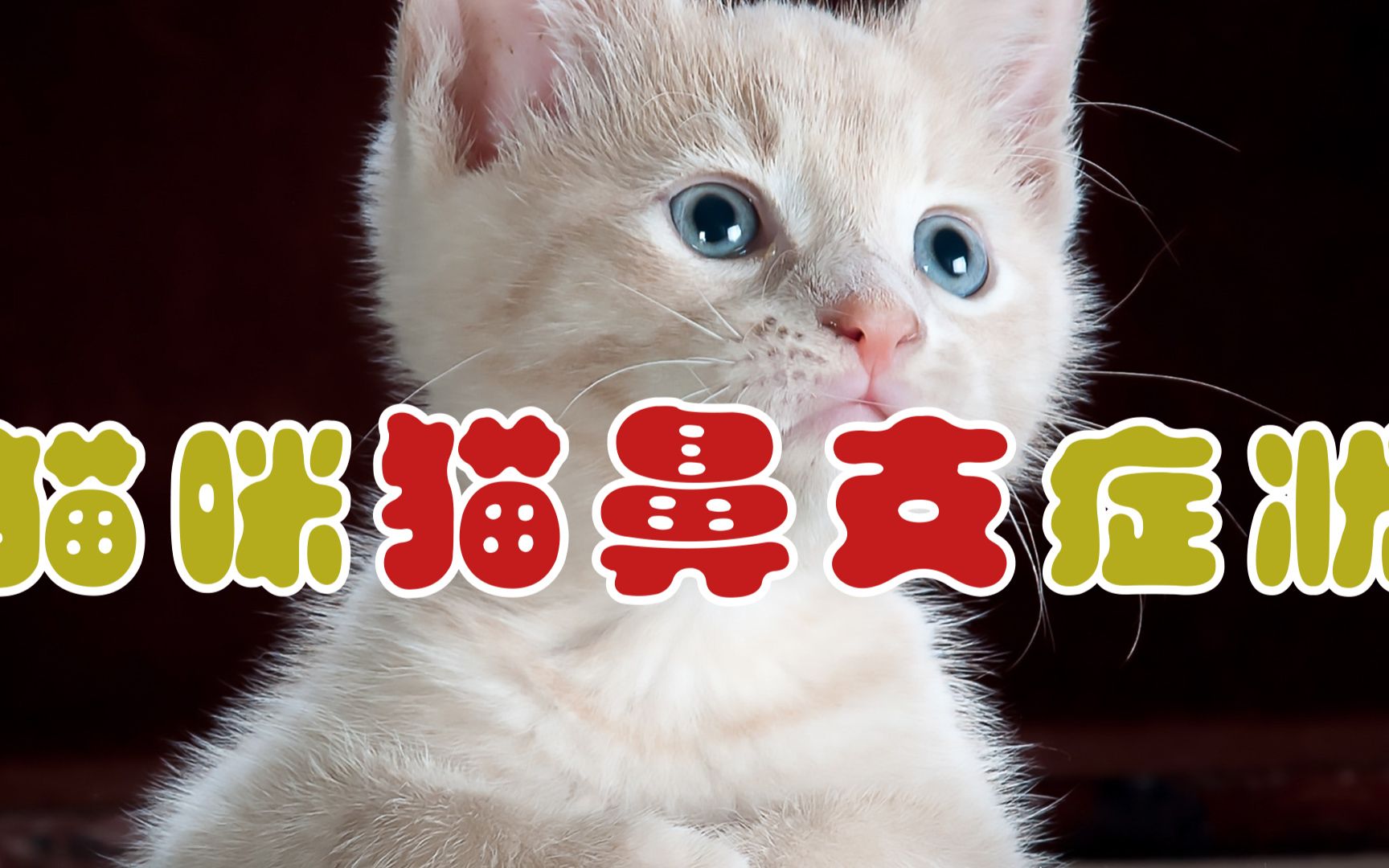 猫咪猫鼻支症状哔哩哔哩bilibili