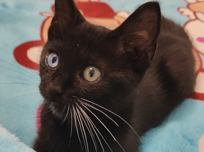 【塔雅雅】异色瞳小黑猫来啦