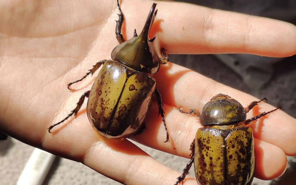 开箱一对墨西哥白兜