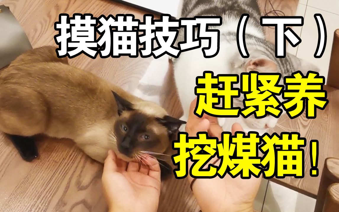 让你看看挖煤猫多粘人~赶紧养啊!让猫爱上抚摸的技巧(下)哔哩哔哩bilibili