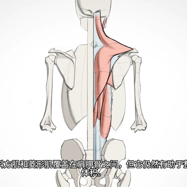 艺用人体解剖】Proko（全集中字）3-5.2:下背部肌肉-形体_哔哩哔哩_bilibili