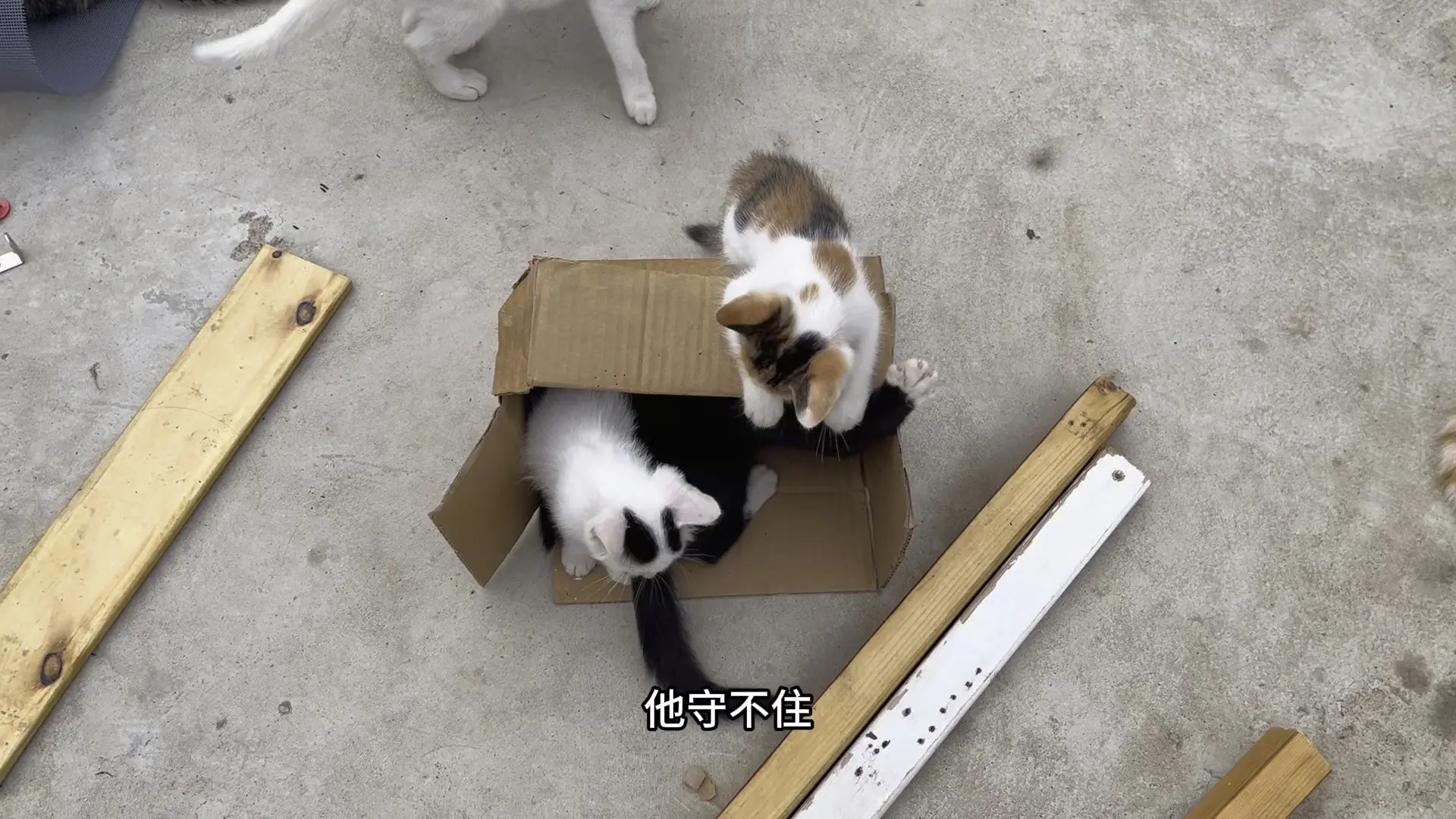 四海宝宝生病了不爱动弹,其他小猫疯闹_哔哩哔哩_bilibili