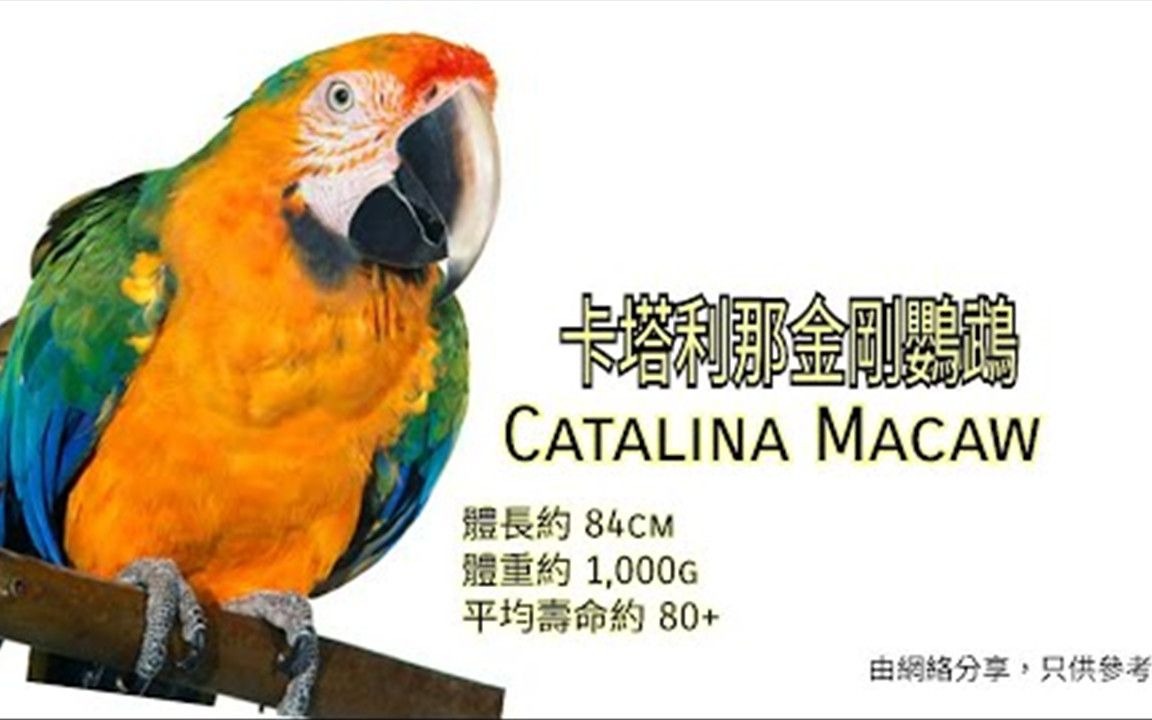 鹦鹉品种分享介绍卡塔利那金刚鹦鹉catalinamacaw