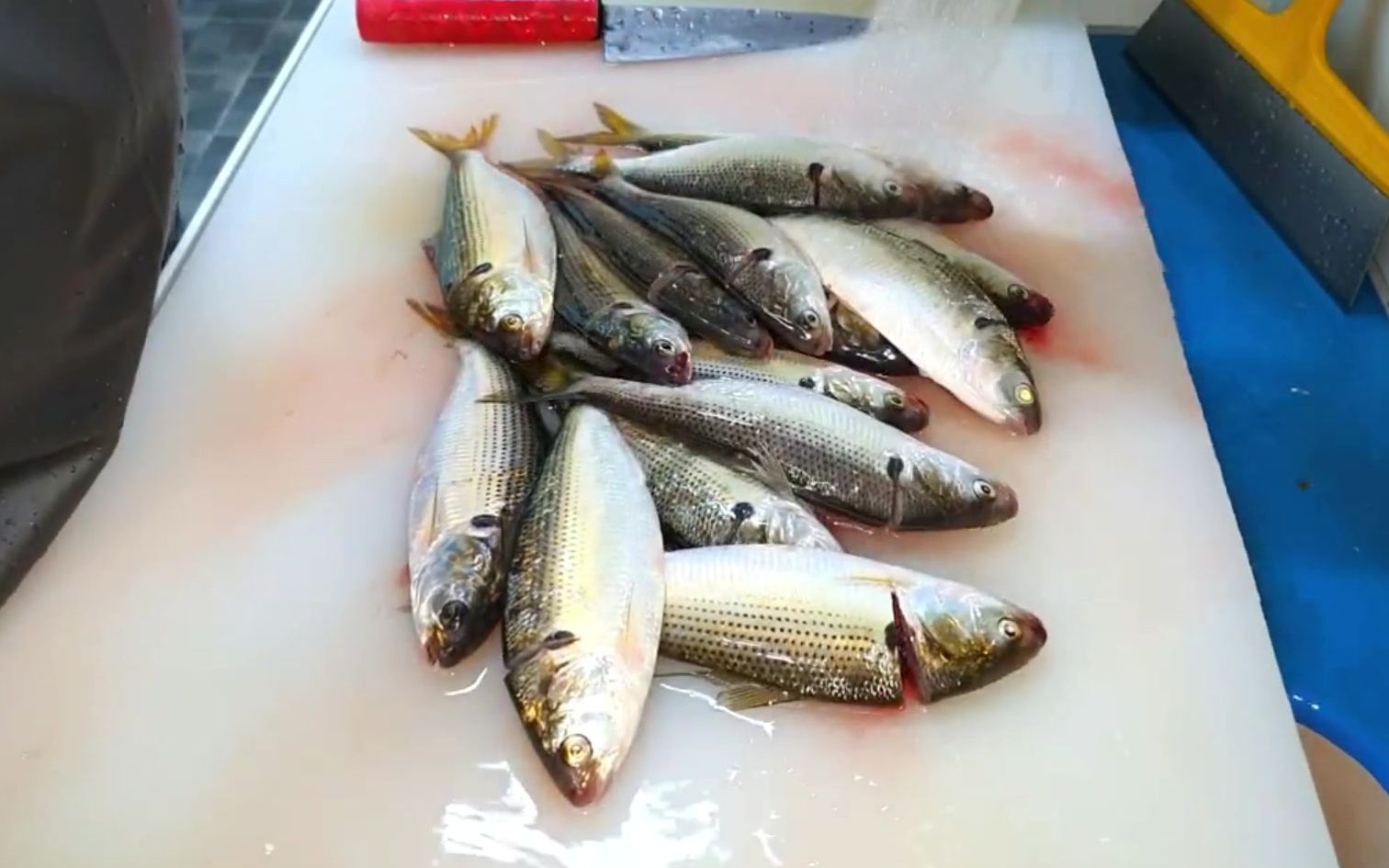 斑鰶刺身制作_哔哩哔哩_bilibili