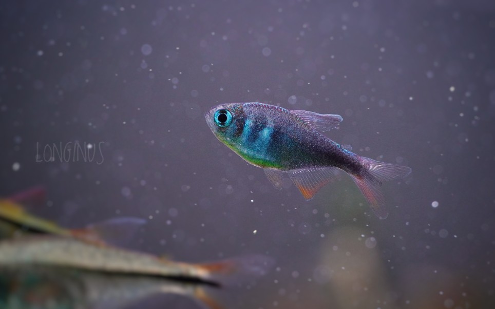 蓝色小河鱼钴蓝梦幻旗