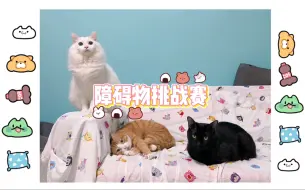 Download Video: 建议改成：猛 猪 突 进