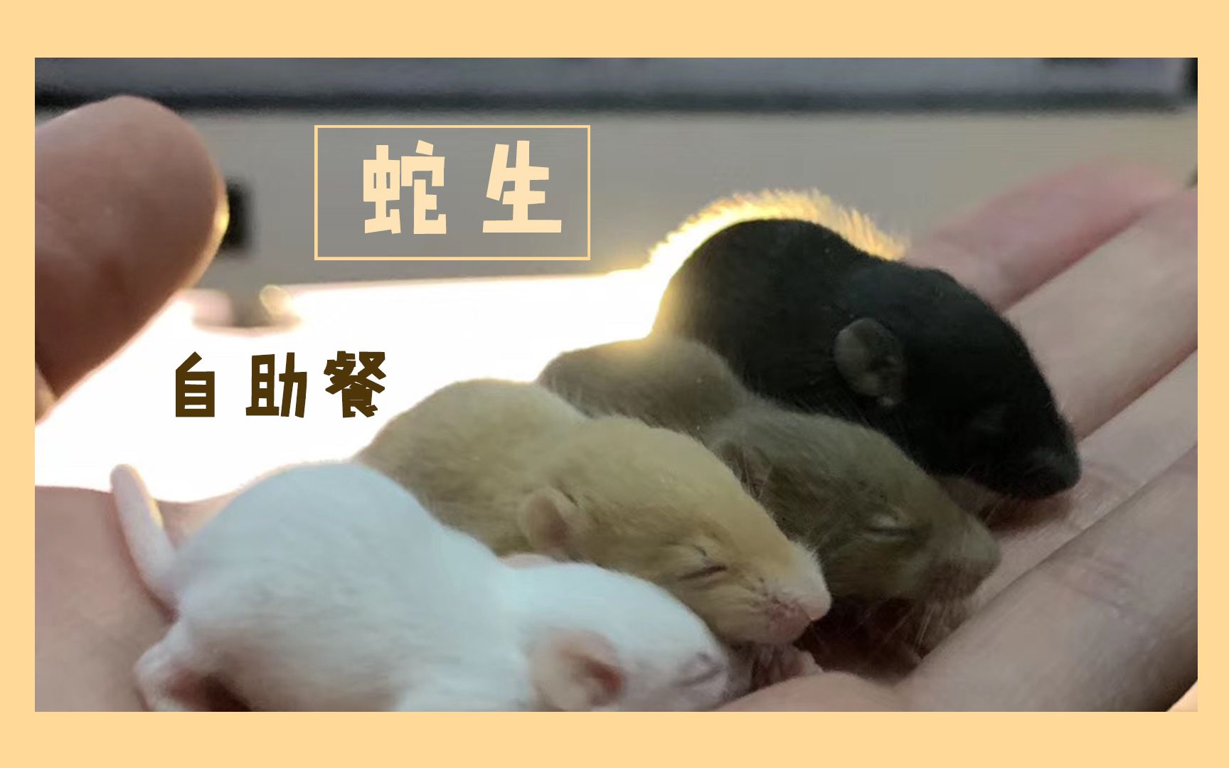 【宠物蛇】+蛇生第一次自助餐哔哩哔哩bilibili