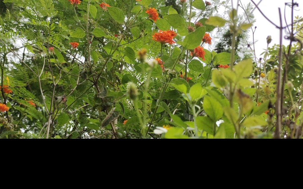 [图]模拟蜜蜂飞行