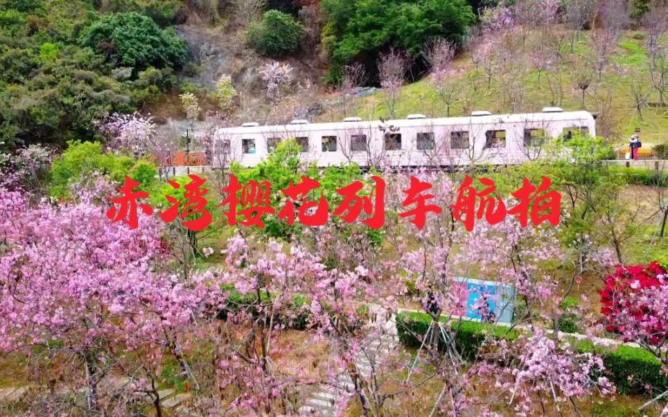 深圳赤湾华英路景观公园樱花、宫粉紫荆花、勒杜鹃花航拍哔哩哔哩bilibili