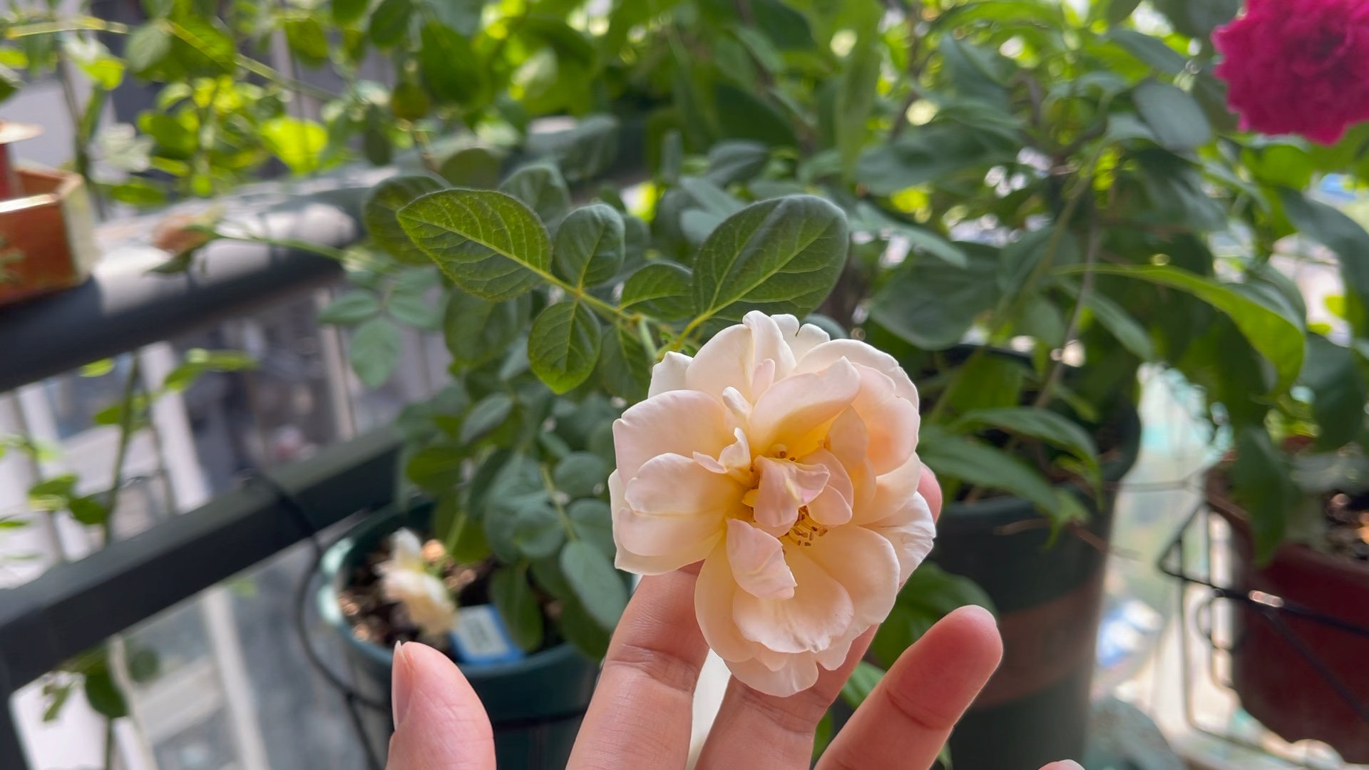 两广月季 奥斯汀珍妮 耐热月季