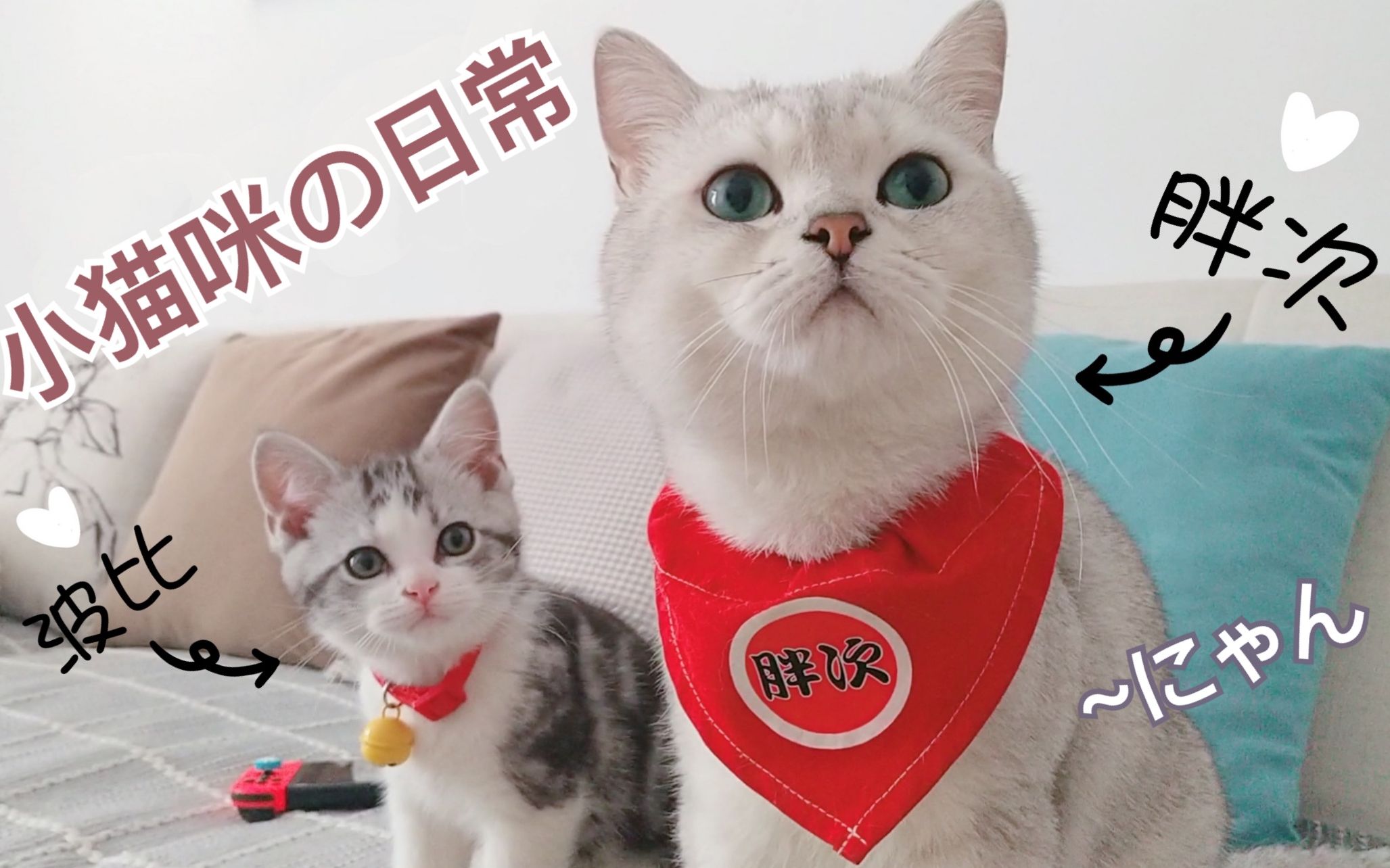 【吸猫】2个月刚到家的小奶猫太可爱了!哔哩哔哩bilibili