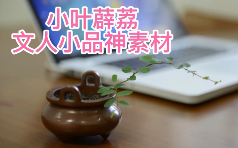 绿植花卉|小叶薜荔微盆栽制作哔哩哔哩bilibili