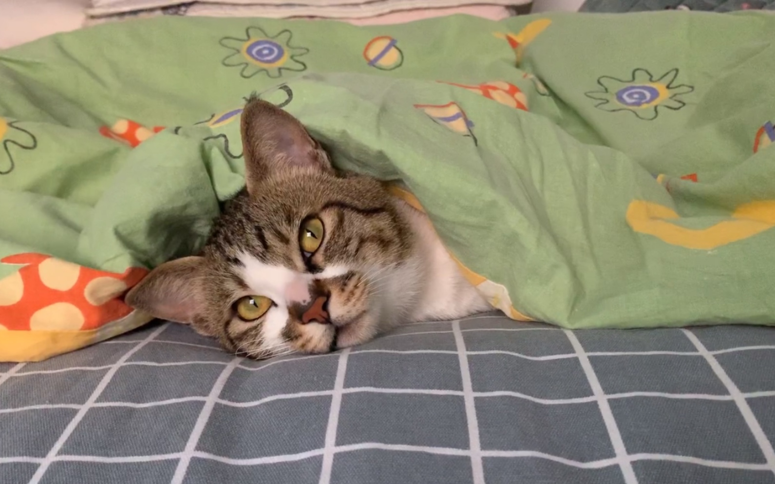 赖床狗上线…(不热吗