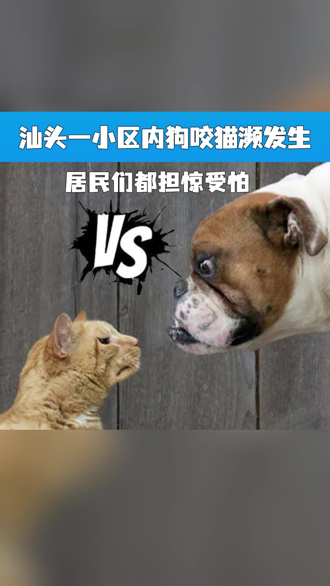 小猫小狗会伤人图片图片