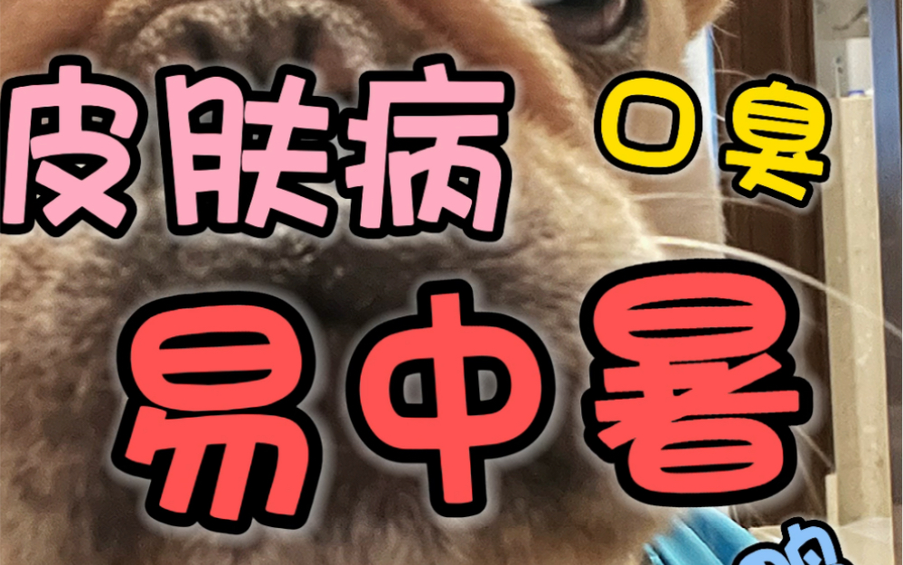 法斗犬的优缺点哔哩哔哩bilibili