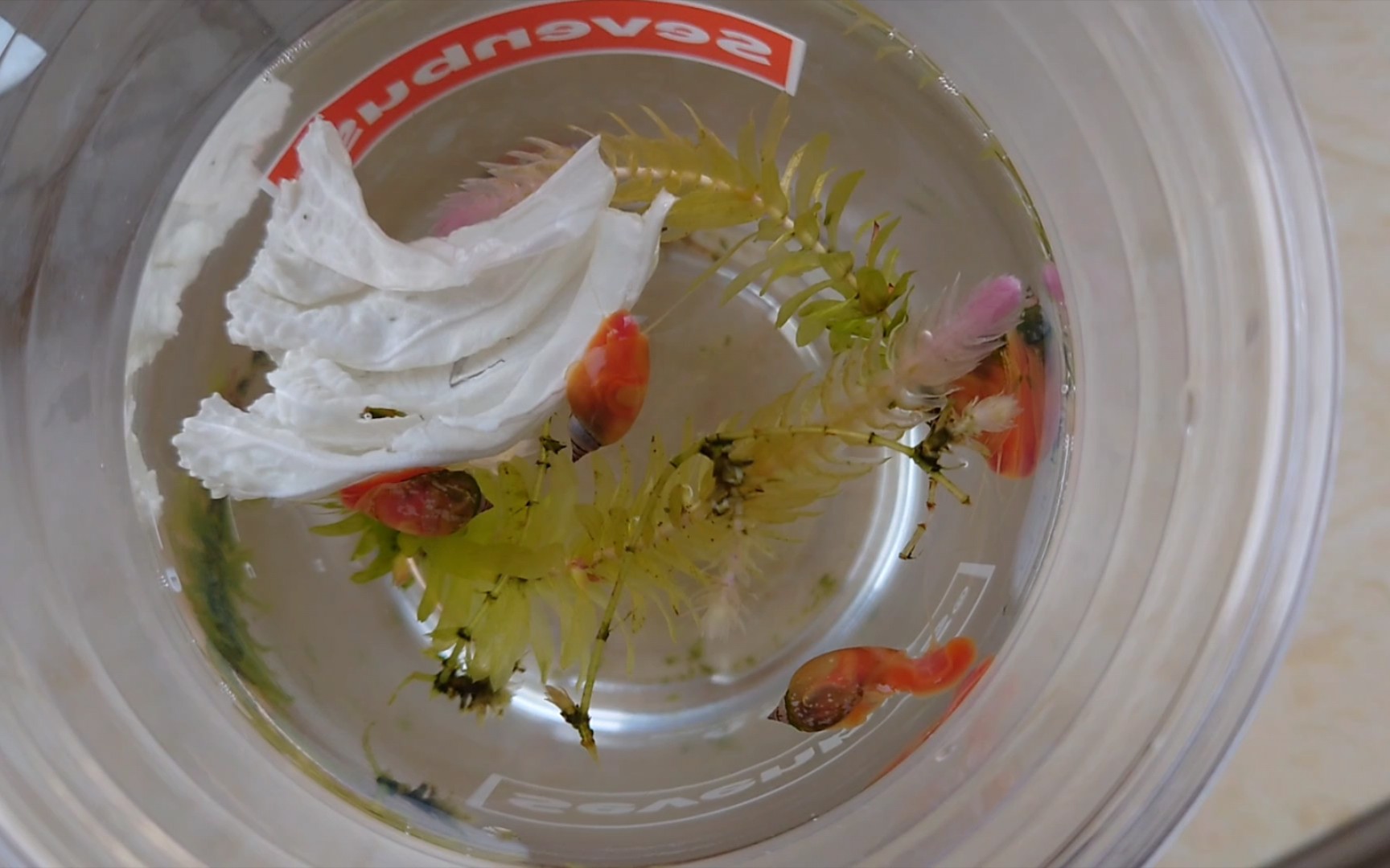 【养螺日记】澳洲红螺好喜欢吃水草啊 水草都快被吃光了