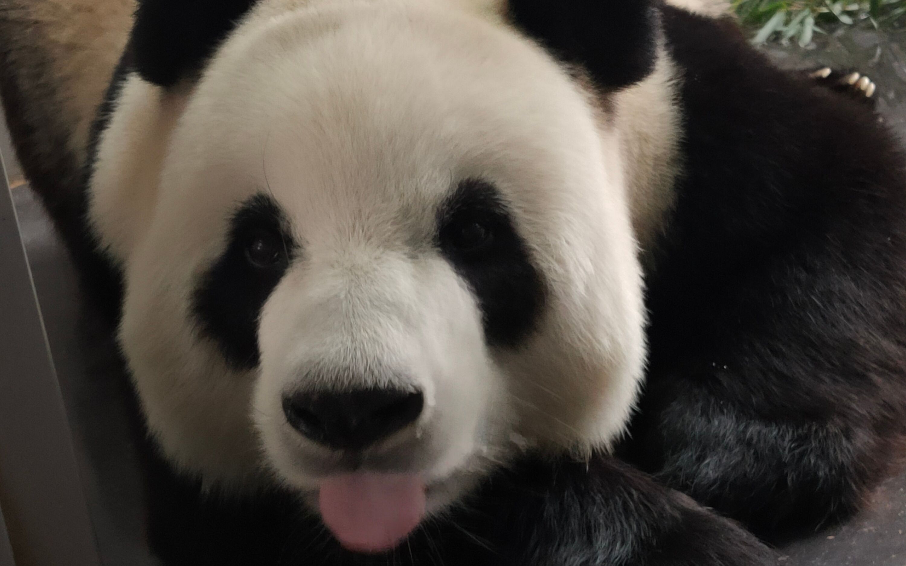 【大熊猫飞云】飞云吃饭真香啊,我能看一天_哔哩哔哩_bilibili