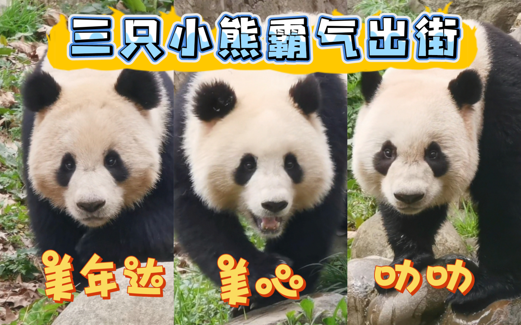 在自家院子 走出六亲不认的气势「叻叻·美心·美年达」