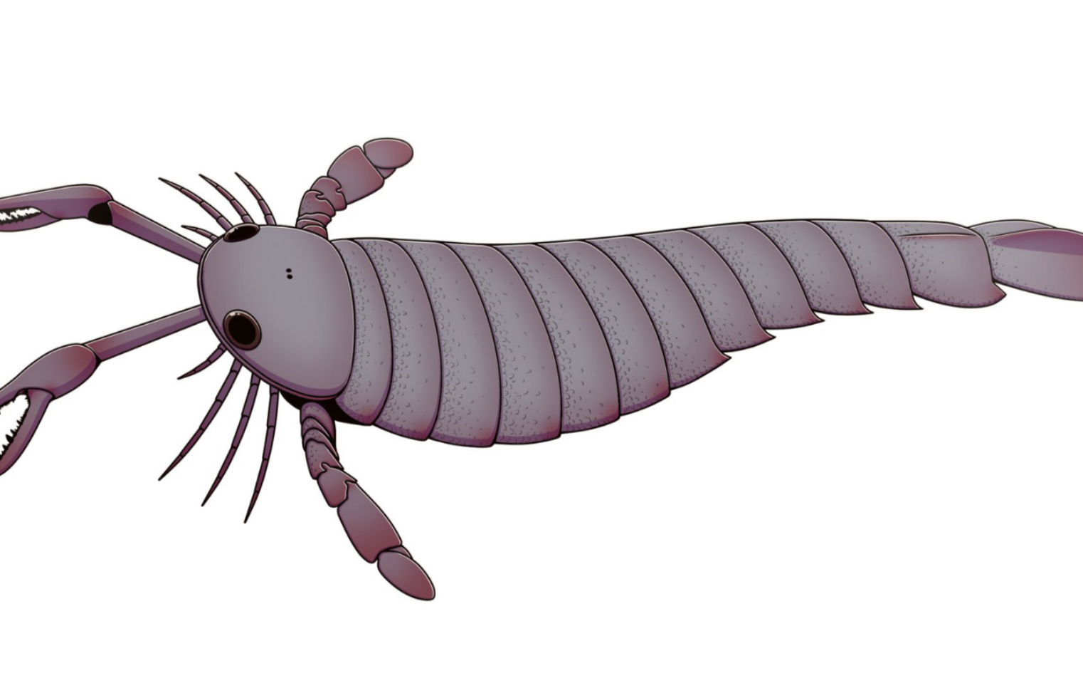 翼鲎pterygotus——趋同鱼类的螯肢猎手