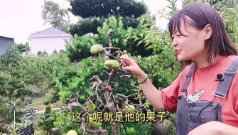 Download Video: 【贴梗海棠】果子什么样？能吃吗？