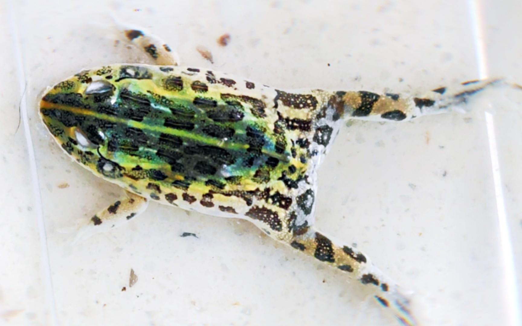 养蛙之最离奇的死法非洲牛蛙非牛角蛙