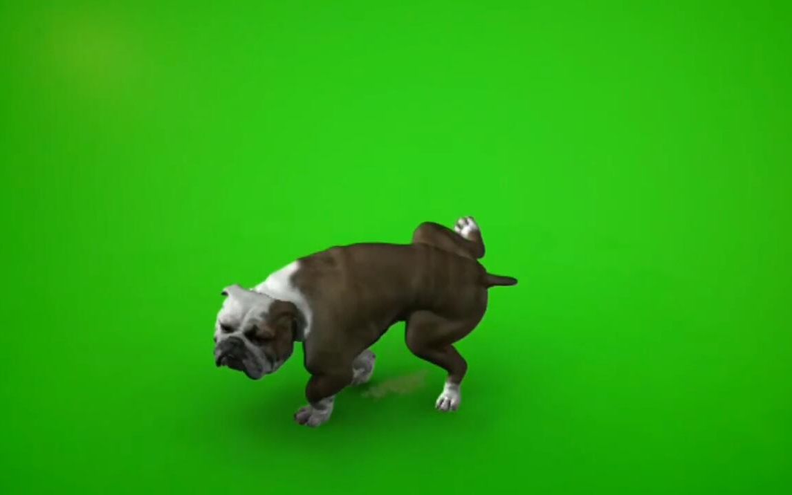 【绿幕素材】英国斗牛犬随地大小便视频特效素材,无水印!
