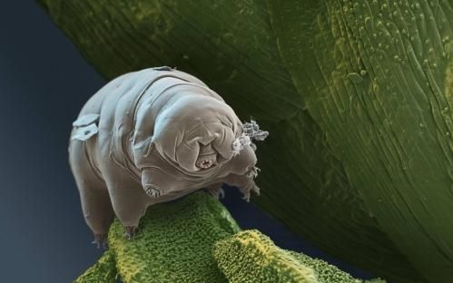 世界上生命力最顽强的生物不仅可以在太空中存活风干成干尸几十年泡水