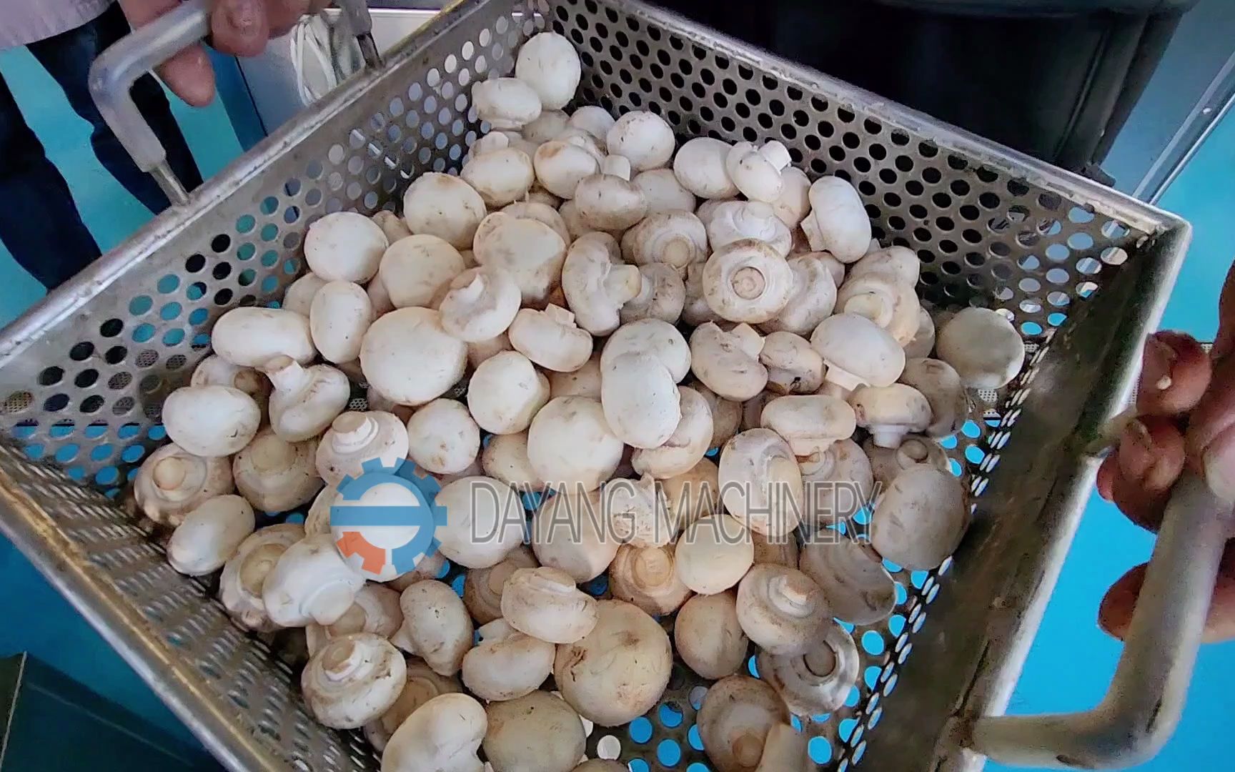 双孢菇切丁机工厂直销 主营菌类切丁切粒设备