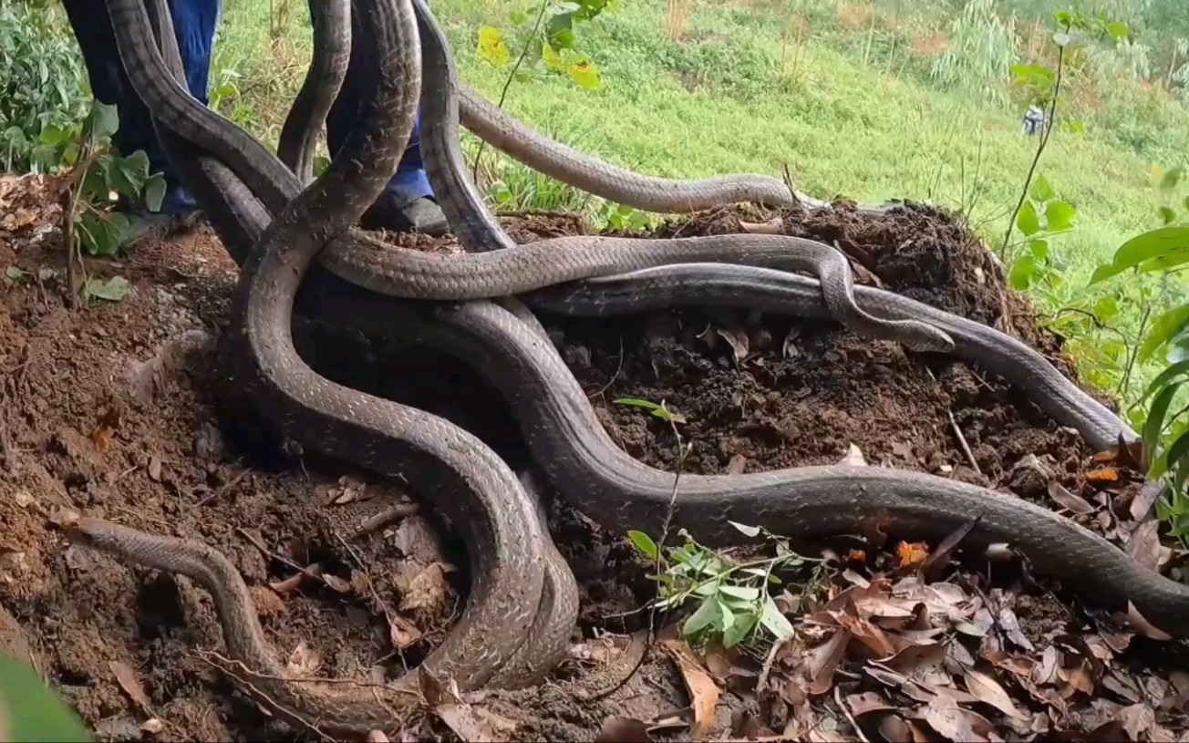 捅了蛇的老窝了,这一窝蛇也太夸张了吧