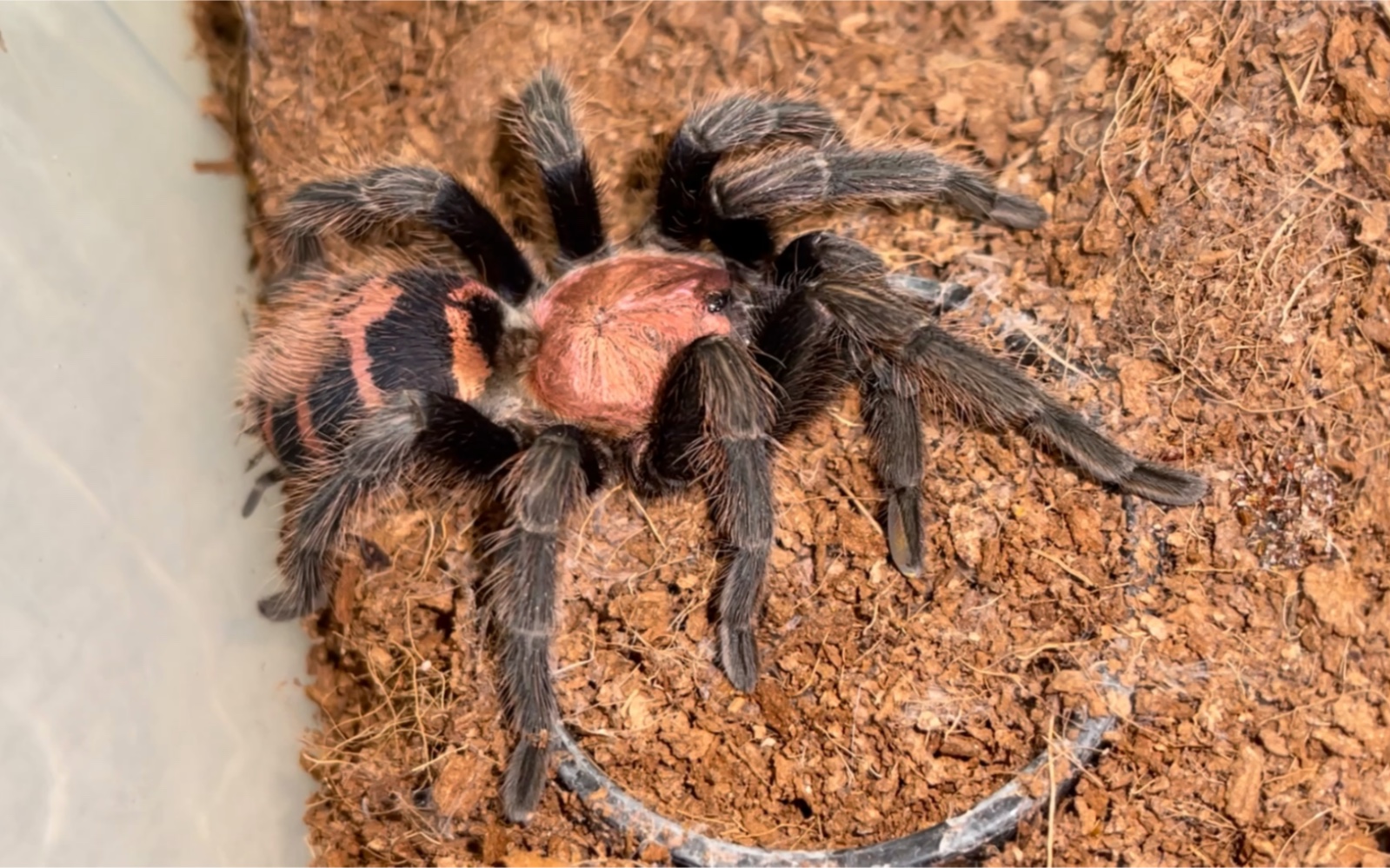 【捕鸟蛛】成体哥斯达黎加虎尾捕鸟蛛