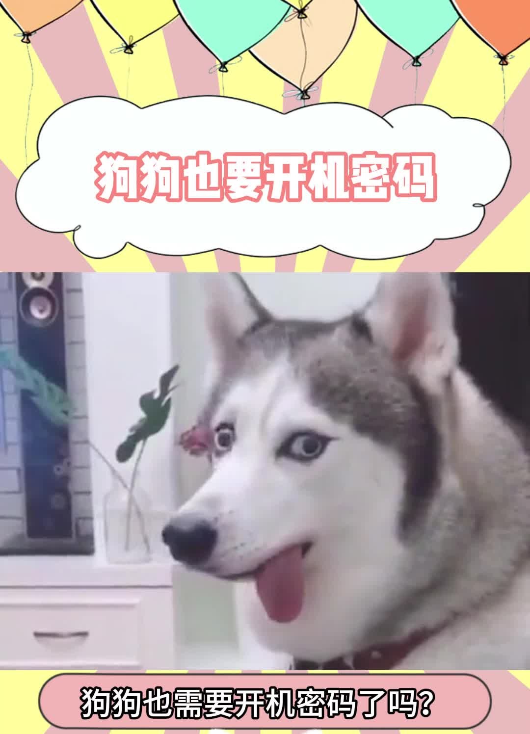 狗狗也有开机密码了哔哩哔哩bilibili