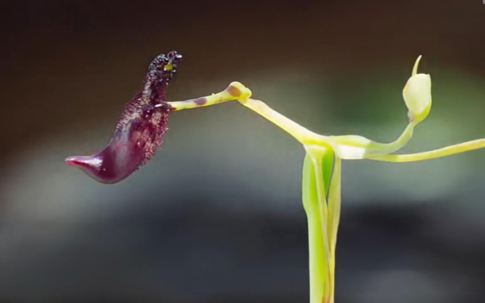 [图]蜂花恋，你不知道的跨物种爱恋