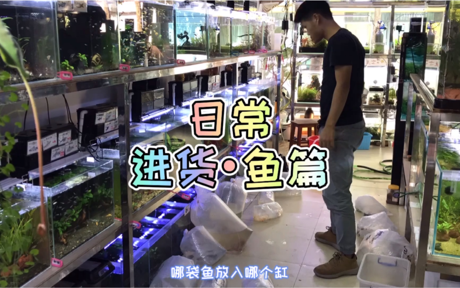 【水族店的日常|进货篇】鱼到店需要怎么操作才能入缸?哔哩哔哩bilibili