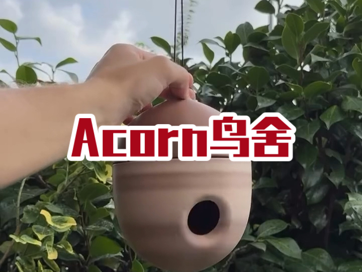 脑洞大开1000|113.Acorn鸟舍哔哩哔哩bilibili